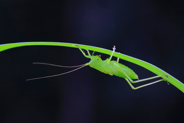longhorned grasshoppers