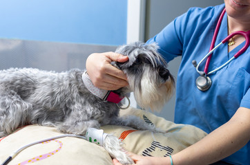Veterinarian measuring the blood pressure of a miniature schnauzer