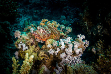 scorpion fish in coral in gamur kebir Safaga