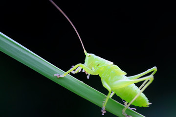 longhorned grasshoppers