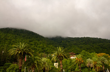 Fototapeta na wymiar Mountains with tropical trees under the clouds in Abkhazia