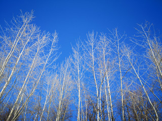 Fototapeta premium Bare branches of a dark tree against a blue sky in winter
