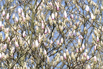 Magnolienknospen auf  Baumzweigen
