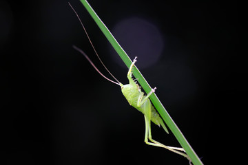 longhorned grasshoppers