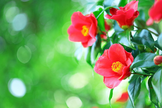 ツバキ　赤い花