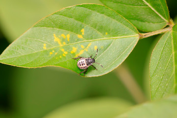 stinkbug on plant