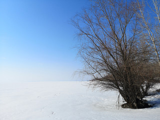Trees in the winter landscape on the background of a large empty space in Russia