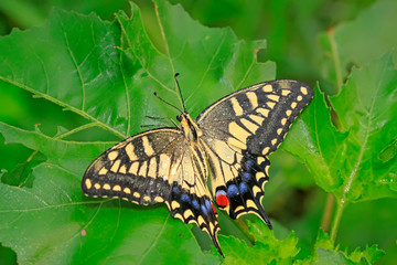 Papilio machaon on green plant