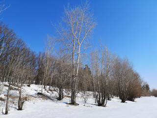 Winter Russian forest landscape with trees in early spring, melting snow