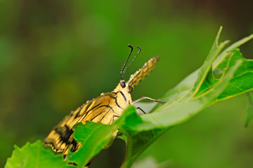 Papilio machaon on green plant