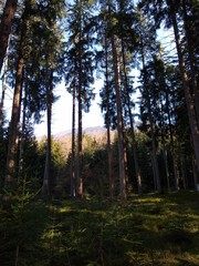 Abendstimmung im Wald