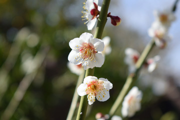 白い花　3月