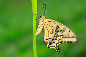 Papilio machaon on green plant