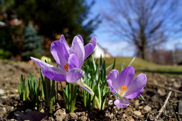 Crocus - violet variant, one of the most famous spring flowers