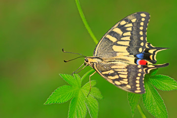 Papilio machaon on green plant