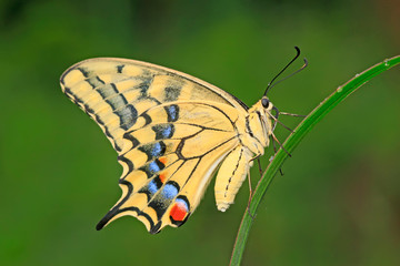 Papilio machaon on green plant