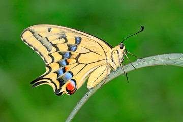 Papilio machaon on green plant