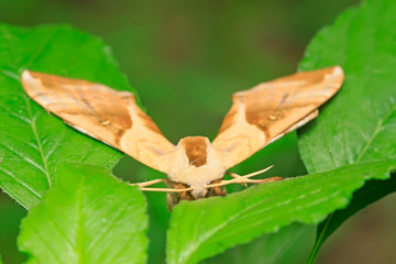 Bean hawkmoth on green leaf in the wild