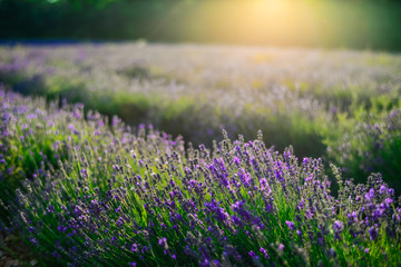 Sunset over lavender field in Provence France