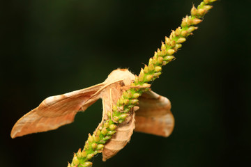 Bean hawkmoth on green leaf in the wild