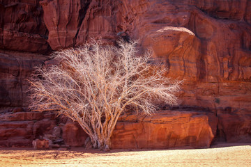 White tree in Wadi Rum desert in Jordan