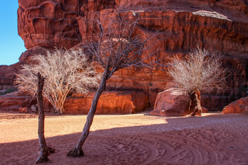 White trees in Wadi Rum desert in Jordan