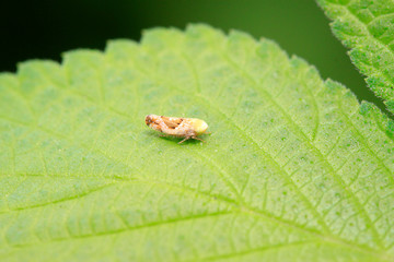 leafhopper on plant