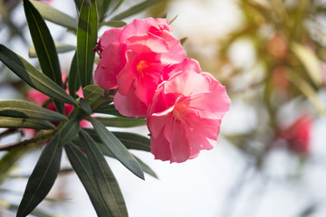 Pink oleander flower on the tree with soft sunlight in the morning