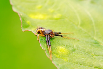 jumping spider on plant