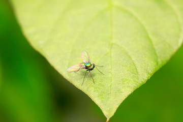 Dolichopodidae insect on plant