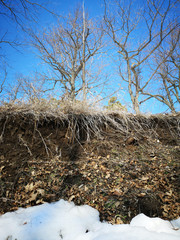 Winter Russian forest landscape with trees in early spring, melting snow