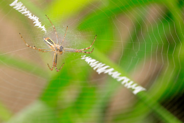 Nephila clavata