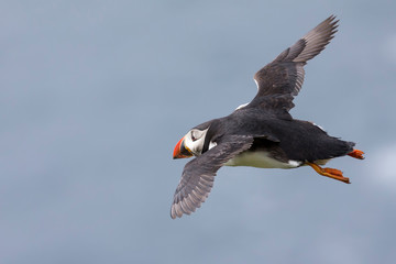 Puffin in flight to catch fish on Shetland Island with strong winds