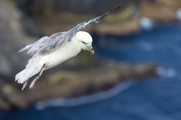 One Fulmar glide on the wind along a cliff on Shetland Islands