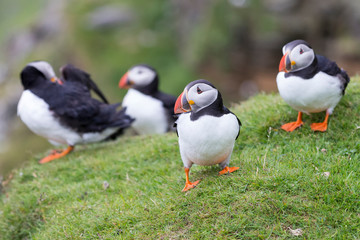 Fototapeta na wymiar Colony or circus of Puffins sit on the short grass of a cliff in Shetland Islands
