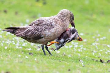 Great skua standing on green grass eating a puffin it killed