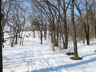 Winter Russian forest landscape with trees in early spring, melting snow