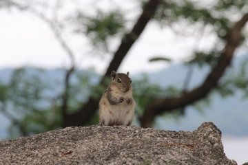 squirrel on stone