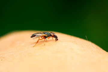 Platystomatidae on plant