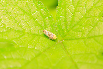 leafhopper on plant