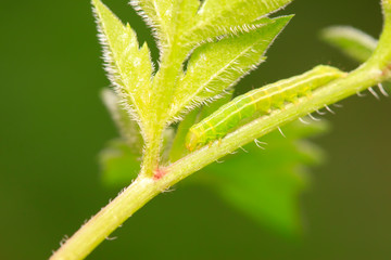 tiny insects on plant