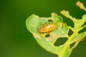 Epilachna vigintioctopunctata on plant