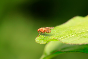 trypetid on plant