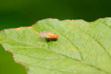 trypetid on plant