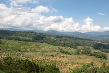 Fototapeta na wymiar Green and brown rice terrace fields in Tana Toraja, South Sulawesi, Indonesia