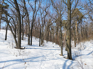 Winter Russian forest landscape with trees in early spring, melting snow