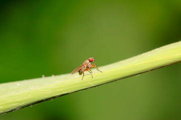 Fototapeta premium trypetid on plant
