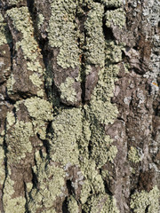 Yellow moss on a tree in early spring closeup in the North of Russia