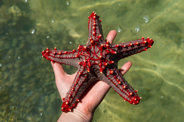 Unusual african bright starfish in open female palm , shot at Zanzibar beach,