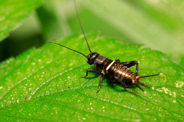 Gryllus larvae on plant
